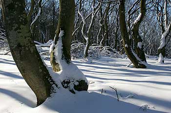 Nøgne bøgestammer og -grene i sne